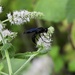 Great black wasp by amyk