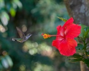 13th Aug 2021 - LHG-6095- Hummer and Hibiscus