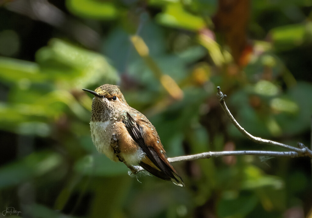 Rufous Hummingbird Sitting On a Branch by jgpittenger