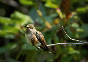 13th Aug 2021 - Rufous Hummingbird Sitting On a Branch