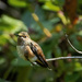 Rufous Hummingbird Sitting On a Branch by jgpittenger