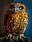 13th Aug 2021 - Boobook owl.