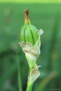 23rd May 2021 - Young fruit on an iris 