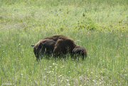 12th Aug 2021 - American bison or buffalo