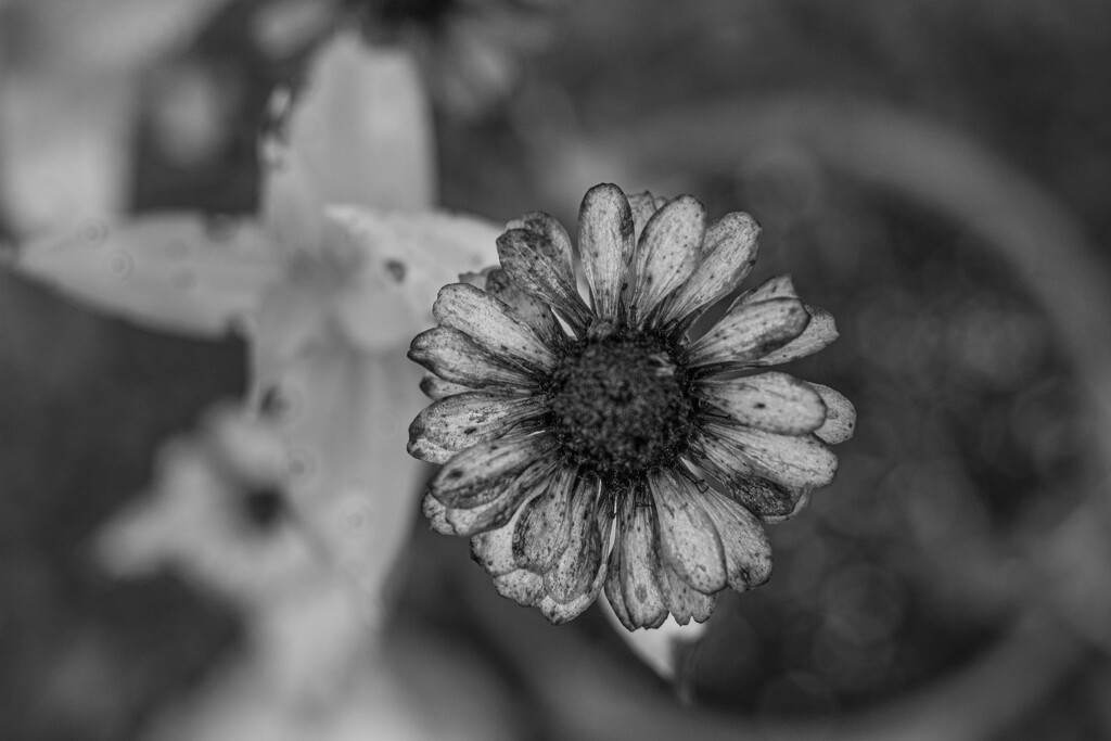 B&W of a dying Zinnia... by thewatersphotos