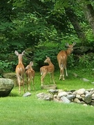 8th Aug 2021 - Deer family