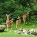 Deer family by jb030958