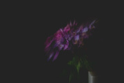 9th Aug 2021 - zoom blur hydrangea