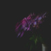 zoom blur hydrangea by jackies365