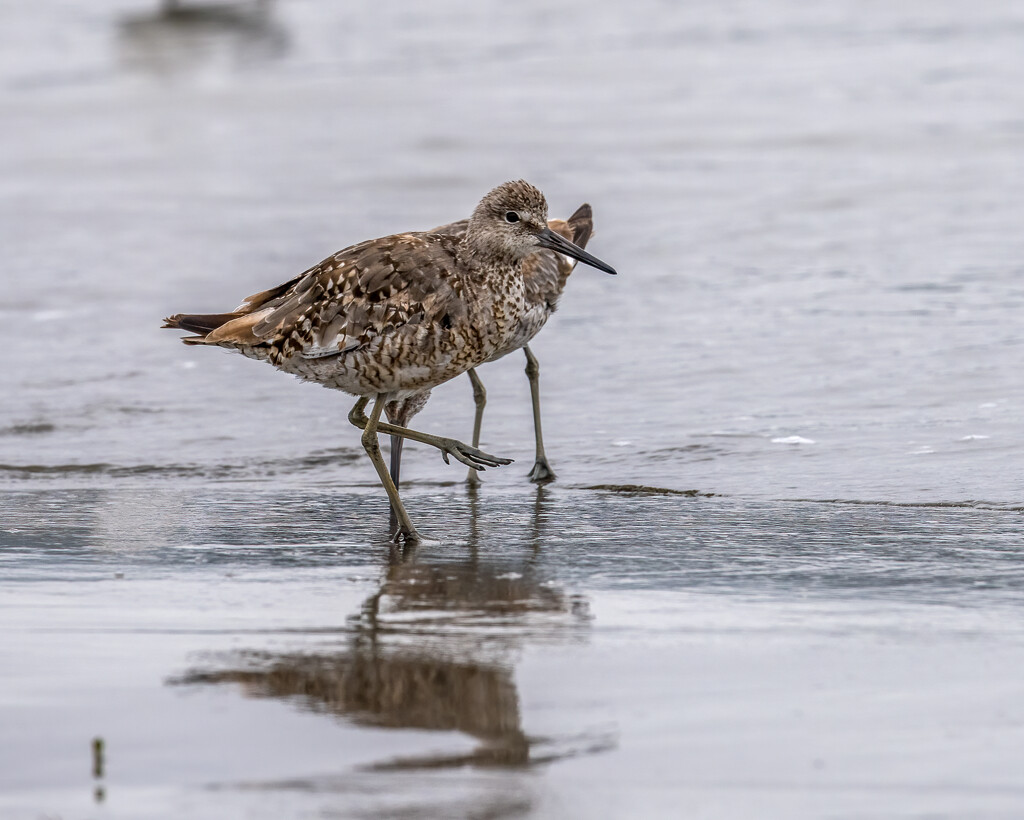 Willets molting by nicoleweg