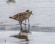 13th Aug 2021 - Willets molting