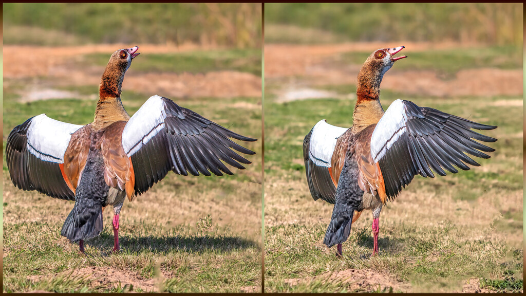 Angry Egyptian Goose by ludwigsdiana