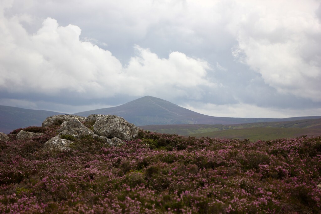 Mount Keen and the bonnie blooming heather by jamibann