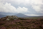 14th Aug 2021 - Mount Keen and the bonnie blooming heather
