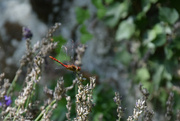 12th Aug 2021 - Dragonfly