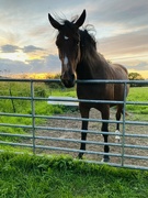 15th Aug 2021 - Evening horse!