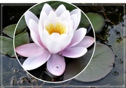 14th Aug 2021 - Water Lily