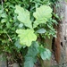 Summer..'Jo's oak'  by 365projectorgjoworboys