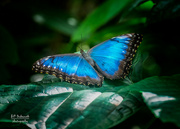 14th Aug 2021 - My favorite - Blue Morpho Butterfly
