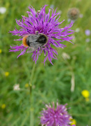 13th Aug 2021 - Busy Bee.......