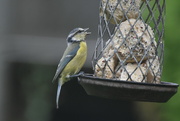 14th Aug 2021 - Another little blue tit