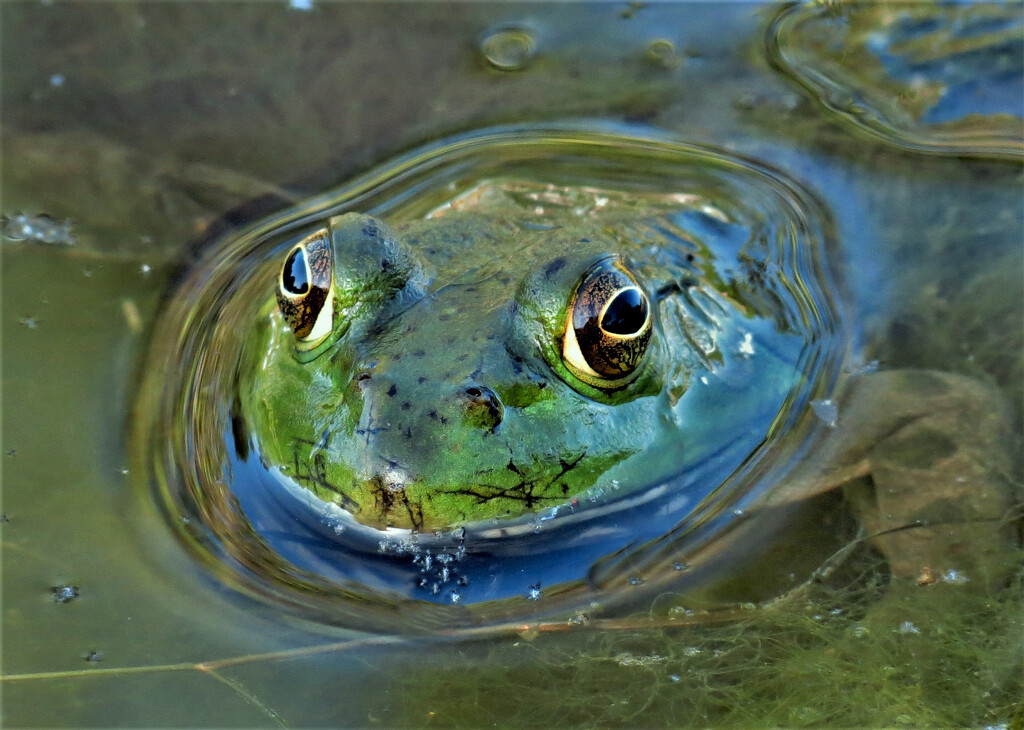 Frog in the Muck by lynnz