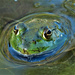 Frog in the Muck by lynnz