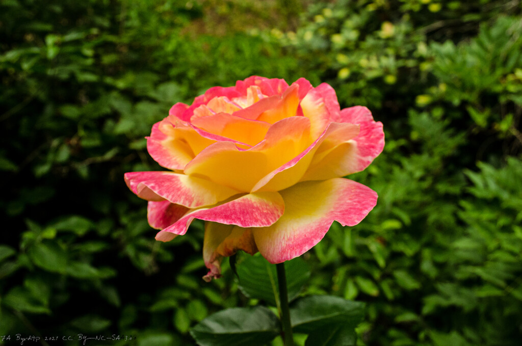 Our eight foot Rose by byrdlip