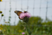 14th Aug 2021 - Monarch on a milk thistle