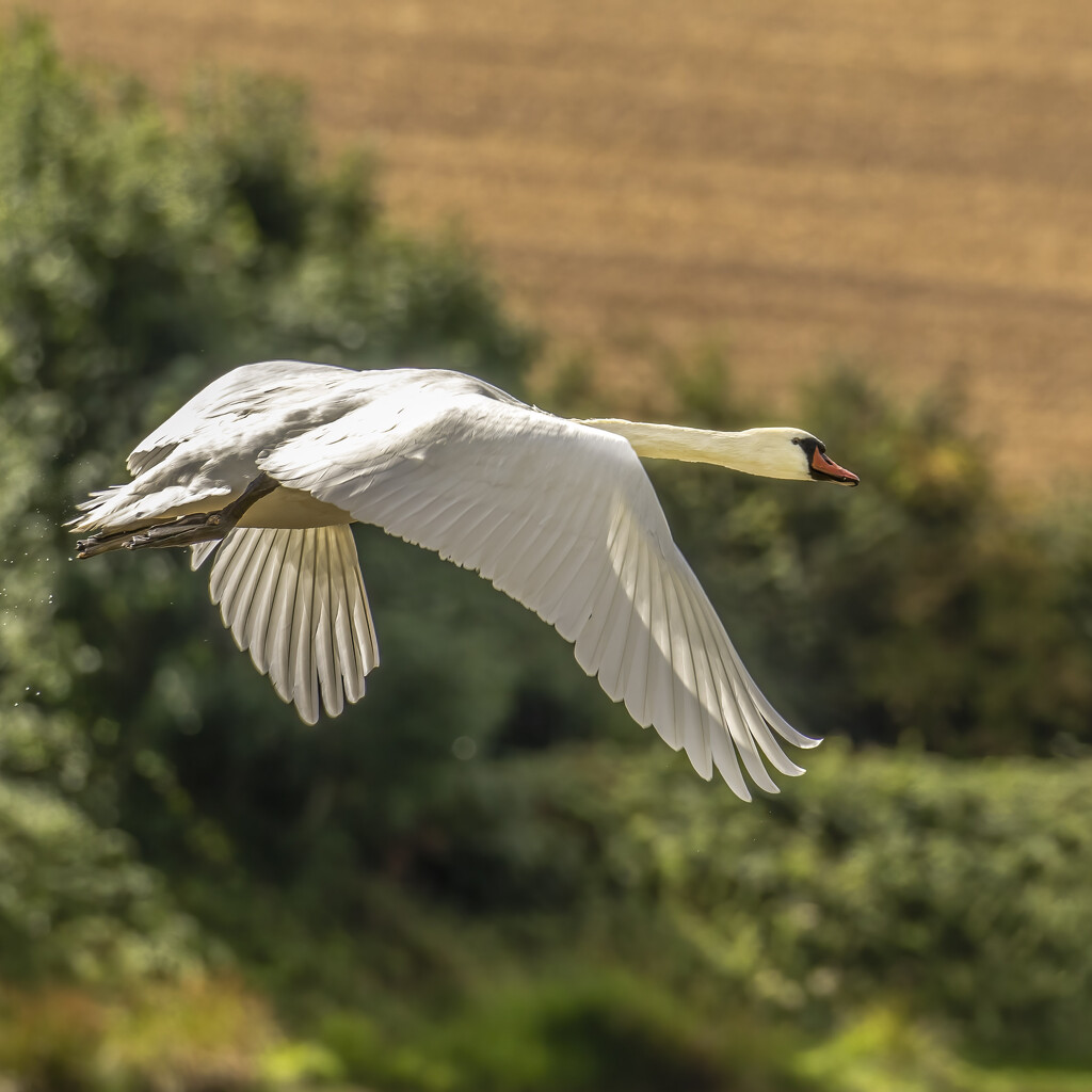 Swan Fly-By by shepherdmanswife