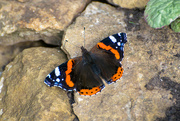 13th Aug 2021 - Red Admiral on the Rocks 
