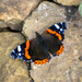 Red Admiral on the Rocks  by rjb71