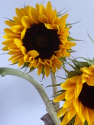 13th Aug 2021 - Sunflowers