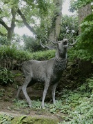 14th Aug 2021 - The bronze statue of the stag at the Dorothy Clive Garden