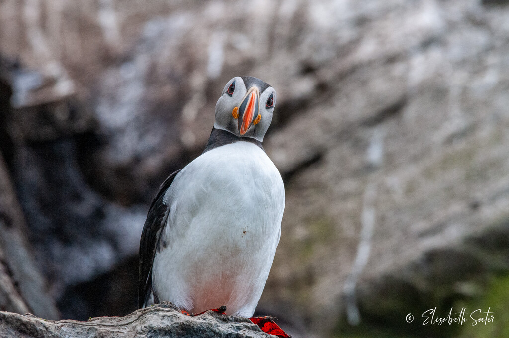 Puffin again  by elisasaeter