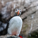 Puffin again  by elisasaeter