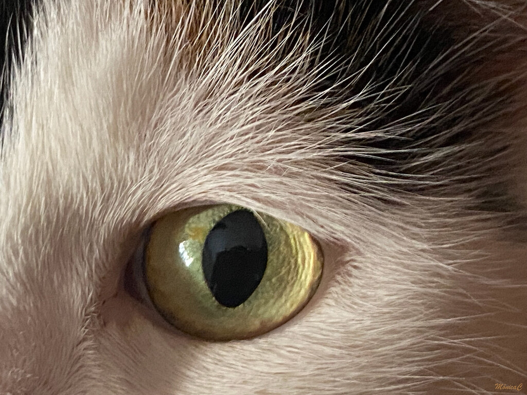 Turia's eye by monicac