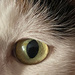 Turia's eye by monicac