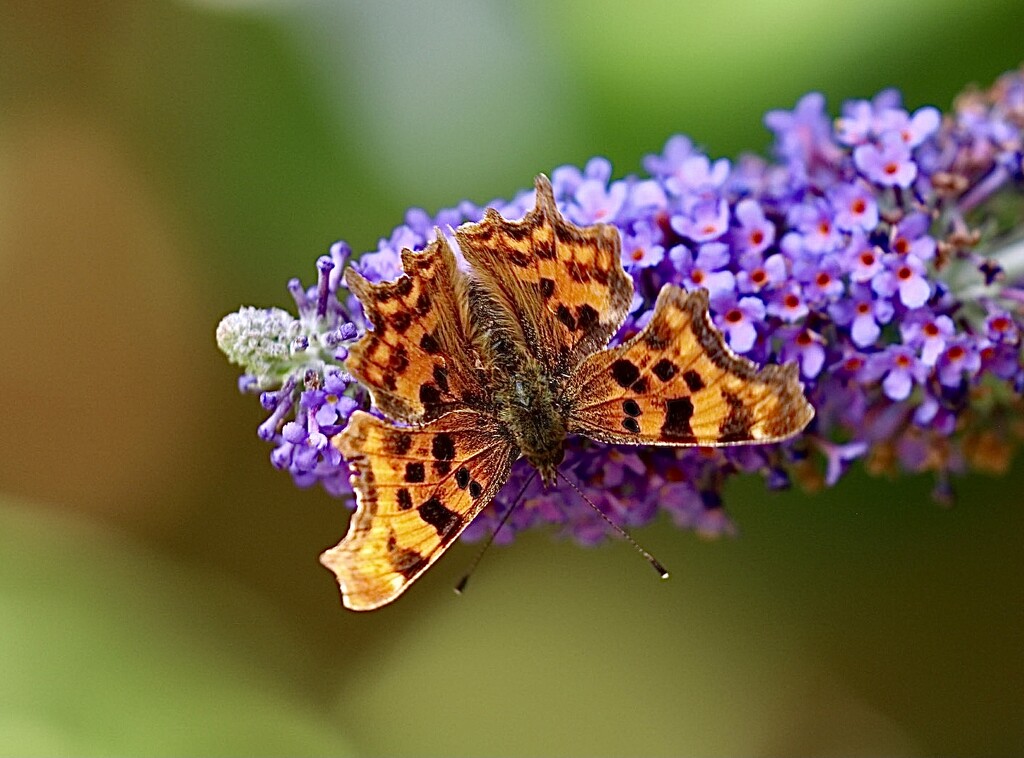  Comma Butterfly  by carole_sandford