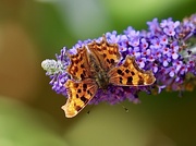 14th Aug 2021 -  Comma Butterfly 