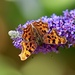  Comma Butterfly  by carole_sandford