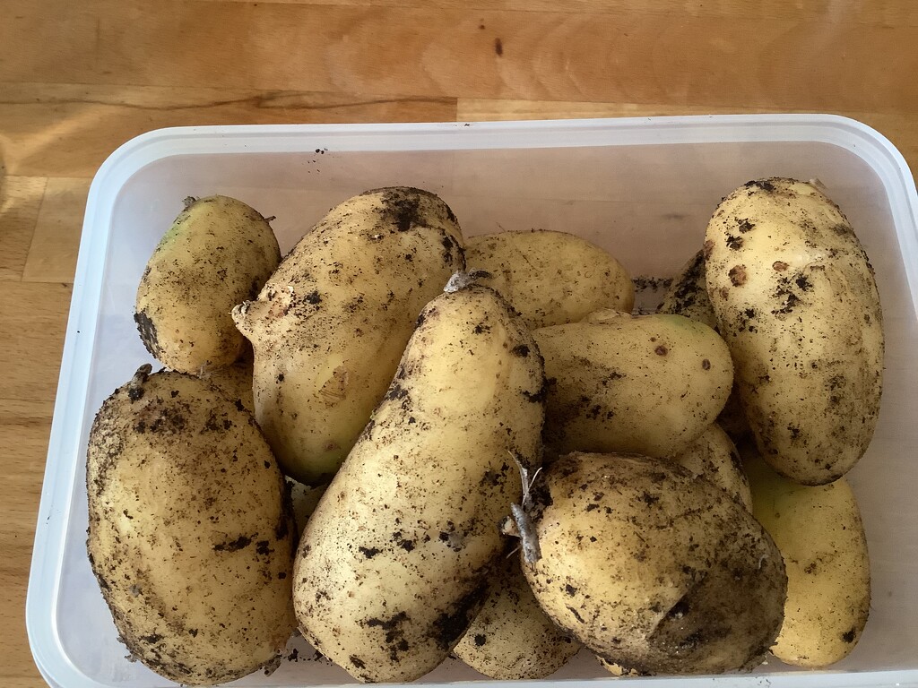 New Potatoes From The Garden  by cataylor41