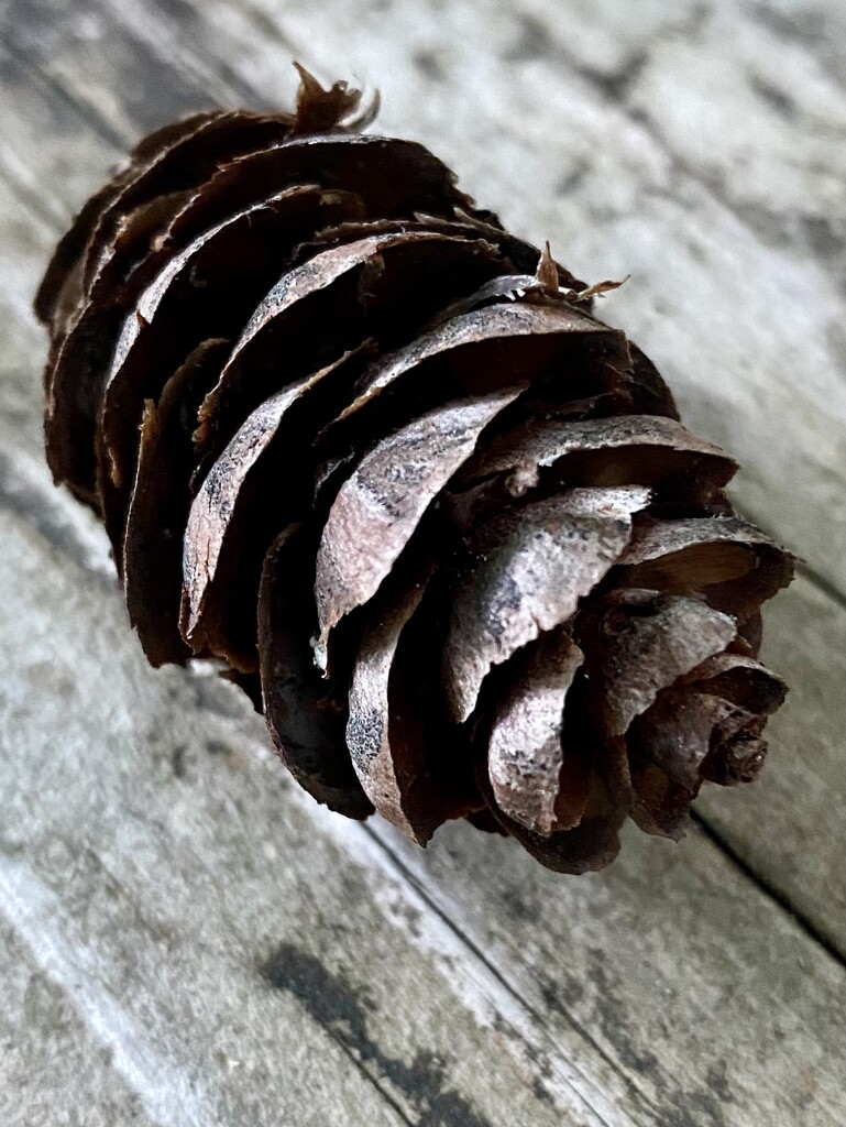 Pinecone  by clay88