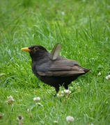 31st Jul 2021 - moulting blackbird