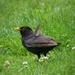 moulting blackbird by jokristina