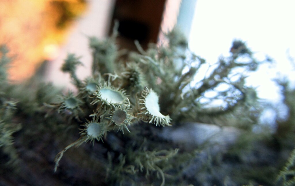 Lovely Lichen... by robz
