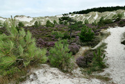 15th Aug 2021 - walk in the dunes