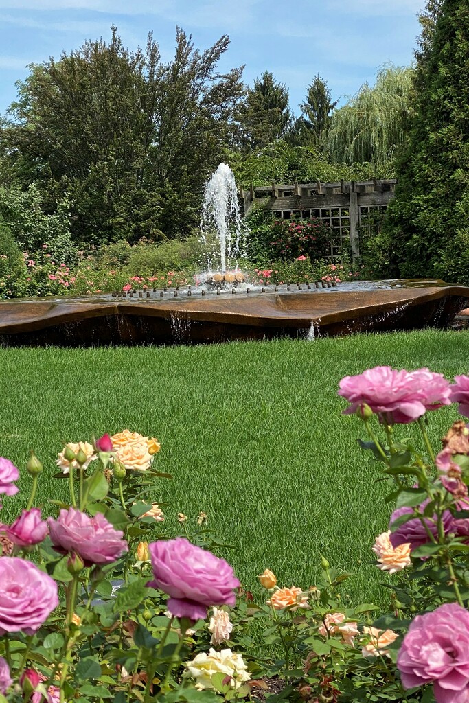 The Rose Garden at the Chicago Botanic Gardens by tunia