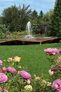 14th Aug 2021 - The Rose Garden at the Chicago Botanic Gardens
