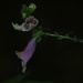 Day 213: Foxglove is blooming ! by jeanniec57